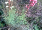 <i>Pomaria rubicunda</i> (Vogel) B.B.Simpson & G.P.Lewis [Fabaceae]
