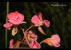 <i>Pomaria rubicunda</i> (Vogel) B.B.Simpson & G.P.Lewis [Fabaceae]