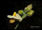 <i>Pomaria pilosa</i> (Vogel) B.B.Simpson & G.P.Lewis [Fabaceae]