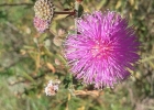 <i>Mimosa sparsa</i> Benth. [Fabaceae]