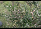 <i>Myrceugenia myrtoides</i> O. Berg [Myrtaceae]