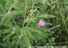 <i>Mimosa lasiocephala</i> Benth. [Fabaceae]