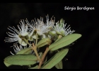 <i>Myrceugenia euosma</i> (O.Berg) D. Legrand [Myrtaceae]