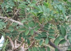 <i>Indigofera hirsuta</i> L. [Fabaceae]