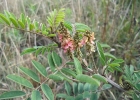 <i>Indigofera hirsuta</i> L. [Fabaceae]