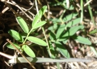 <i>Indigofera campestris</i> Bong. ex Benth. [Fabaceae]