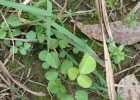 <i>Desmodium barbatum</i> (L.) Benth. [Fabaceae]