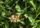 <i>Desmodium barbatum</i> (L.) Benth. [Fabaceae]