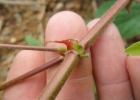 <i>Desmodium tortuosum</i> (Sw.) DC. [Fabaceae]
