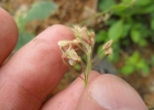 <i>Desmodium tortuosum</i> (Sw.) DC. [Fabaceae]
