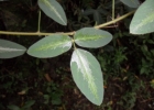 <i>Desmodium subsericeum</i> Malme [Fabaceae]
