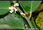 <i>Dalbergia ecastaphyllum</i> (L.) Taub. [Fabaceae]