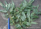 <i>Dalbergia brasiliensis</i> Vogel [Fabaceae]