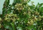 <i>Copaifera trapezifolia</i> Hayne [Fabaceae]