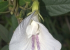 <i>Clitoria falcata</i> Lam. [Fabaceae]