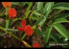 <i>Camptosema scarlatinum</i> (Mart. ex Benth.) Burkart [Fabaceae]