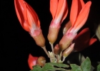 <i>Camptosema rubicundum</i> Hook. & Arn. [Fabaceae]