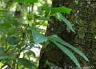 <i>Dalechampia stenosepala</i> Müll.Arg. [Euphorbiaceae]