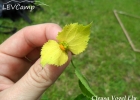 <i>Dalechampia glechomifolia</i> Baill. [Euphorbiaceae]