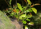 <i>Lithraea brasiliensis</i> Marchand [Anacardiaceae]