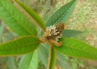 <i>Croton triqueter</i> Lam. [Euphorbiaceae]