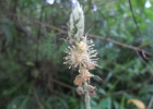 <i>Croton serratifolius</i> Decne. ex Baill. [Euphorbiaceae]