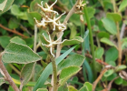 <i>Croton lanatus</i> Lam. [Euphorbiaceae]