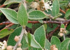 <i>Croton lanatus</i> Lam. [Euphorbiaceae]
