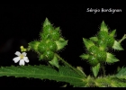 <i>Caperonia linearifolia</i> A.St.-Hil. [Euphorbiaceae]