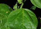 <i>Caperonia cordata</i> A.St.-Hil. [Euphorbiaceae]