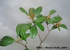<i>Lithraea brasiliensis</i> Marchand [Anacardiaceae]