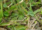 <i>Syngonanthus chrysanthus</i> (Bong.) Ruhland [Eriocaulaceae]