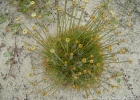 <i>Syngonanthus chrysanthus</i> (Bong.) Ruhland [Eriocaulaceae]