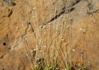 <i>Syngonanthus caulescens</i> (Poir.) Ruhland [Eriocaulaceae]