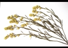 <i>Baccharis linearifolia</i> (Lam.) Pers. [Asteraceae]