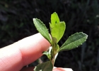 <i>Baccharis microdonta</i> DC. [Asteraceae]