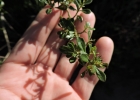 <i>Baccharis microdonta</i> DC. [Asteraceae]