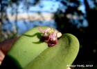 <i>Acianthera saundersiana </i> (Rchb.f.) Pridgeon & M.W.Chase [Orchidaceae]