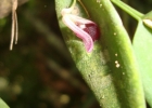 <i>Acianthera panduripetala</i> (Barb.Rodr.) Pridgeon & M.W.Chase [Orchidaceae]