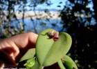 <i>Acianthera saundersiana </i> (Rchb.f.) Pridgeon & M.W.Chase [Orchidaceae]