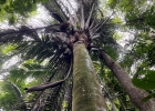 <i>Attalea dubia</i> (Mart.) Burret  [Arecaceae]