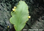 <i>Rhipsalis pachyptera</i> Pfeiff.  [Cactaceae]