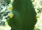 <i>Rhipsalis pachyptera</i> Pfeiff.  [Cactaceae]