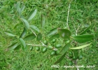 <i>Eugenia handroana</i> D. Legrand [Myrtaceae]