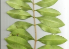<i>Eugenia handroana</i> D. Legrand [Myrtaceae]