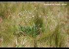 <i>Eriocaulon ligulatum</i> (Vell.) L.B.Sm.  [Eriocaulaceae]