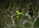 <i>Annona maritima</i> (Záchia) H.Rainer [Annonaceae]