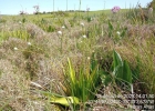 <i>Eriocaulon gomphrenoides</i> Kunth [Eriocaulaceae]