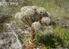 <i>Actinocephalus polyanthus</i> (Bong.) Sano [Eriocaulaceae]