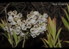 <i>Gaylussacia angustifolia</i> Cham. [Ericaceae]